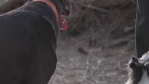 Person Feeding a Labrador