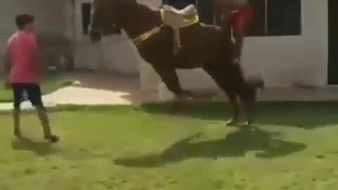 HORSE KICK ITS BUTT😂😂