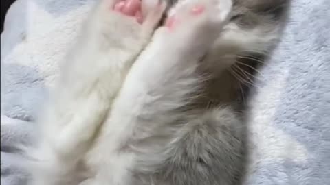 Baby Cat Going To Sleep