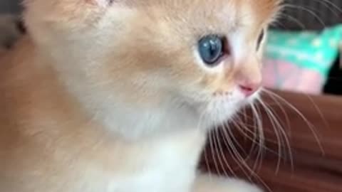 Funny cute lovely cat