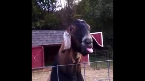 Really fun animal "goat"