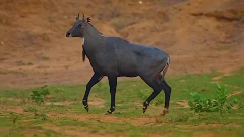 Wildlife and Funs