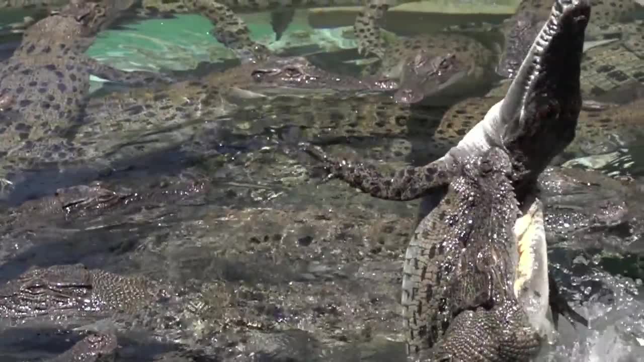 Jumping Crocodiles in Slow Motion