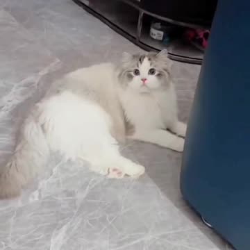 Cute Cat video and Fanny Cat video