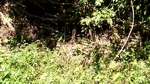 Close Encounters of the Elephant Kind
