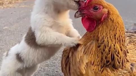 Dog and Hen loving between each other