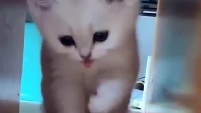 Cute little cat baby video is good