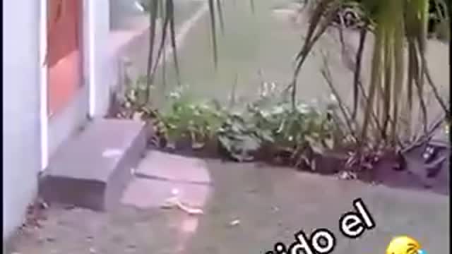 Le corre a la culebra como loco 😜