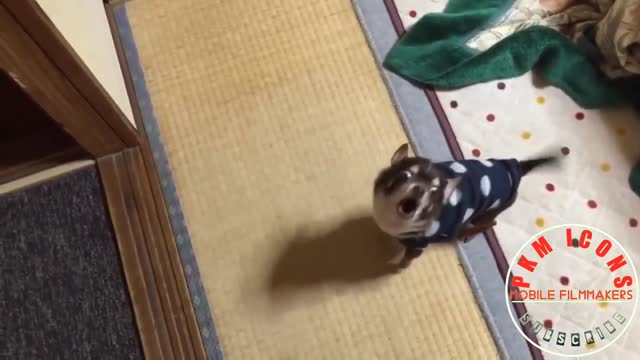Try Not To Laugh With Pets Funny Dog And Cat Compilation