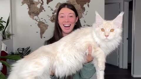 This Cat is Huge!😆😀😁