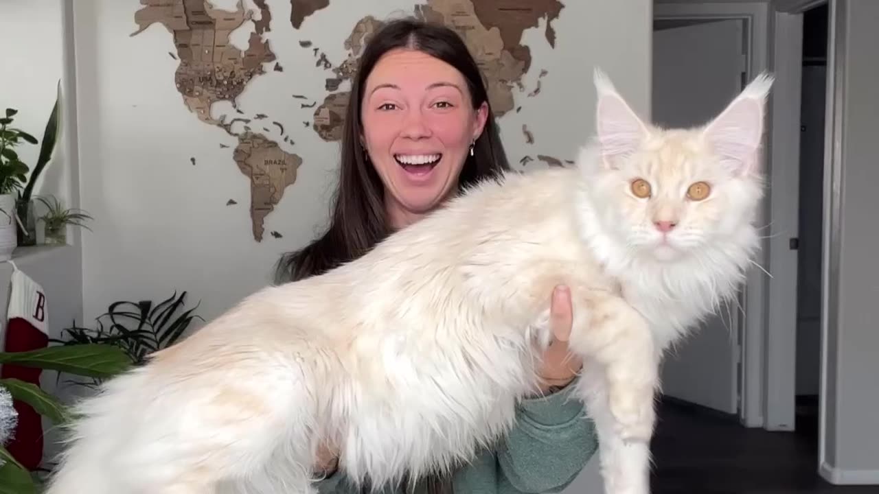 This Cat is Huge!😆😀😁