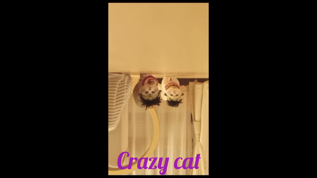 Awesome cats