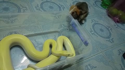 Snake and Cat Buddies