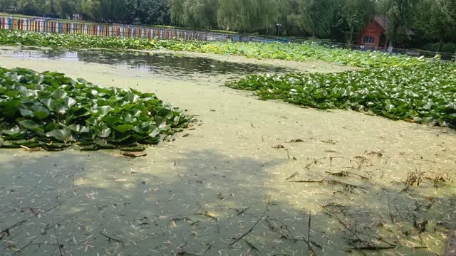 Lotus blooming season!