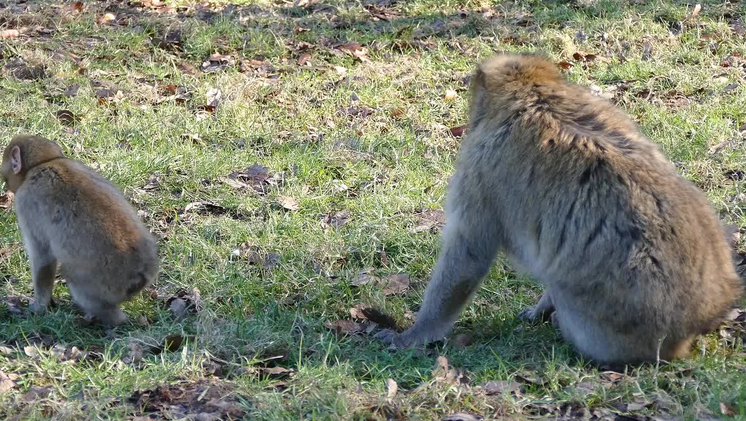 funny monkeys at lunch