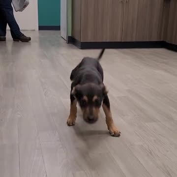 Happy Dog Dancing
