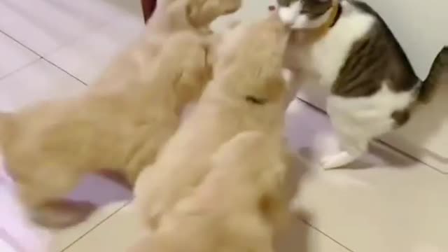 Dogs are fighting with cat and expelled the cat from their area