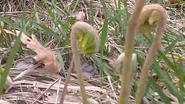 Fiddleheads