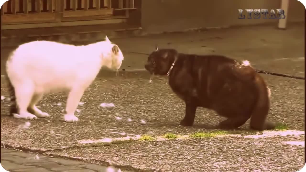 Mortal combat cat fighting version