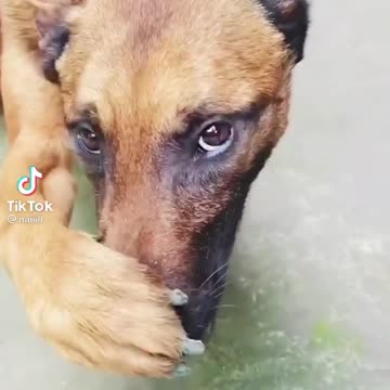 Funny Dog 🐕 movement with owner