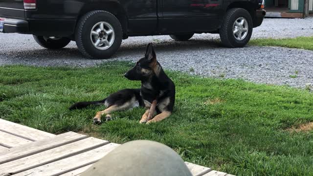 I Munched The Stick! - Banjo The German Shepherd