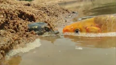 Tortoise hunting small fish.Tortoise vs fish epic battle