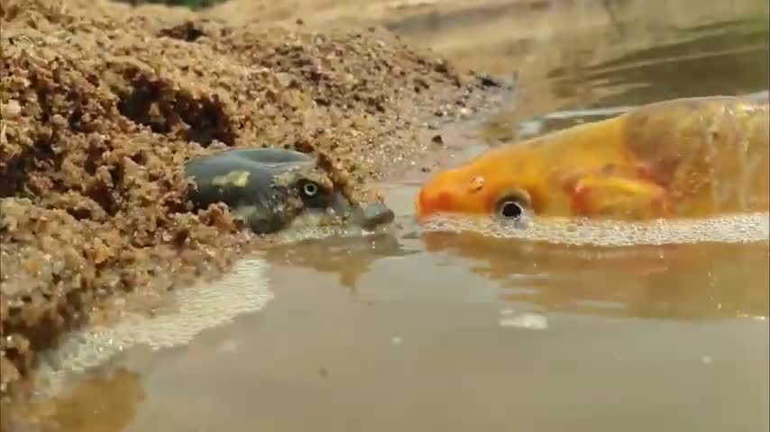 Tortoise hunting small fish.Tortoise vs fish epic battle