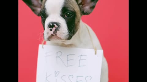 Any one free kisses with cute and funny dog