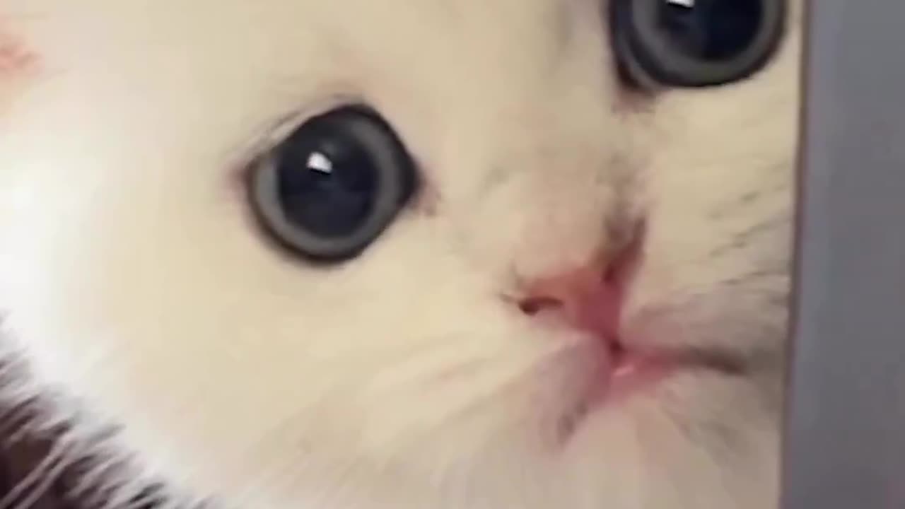 Cute cat