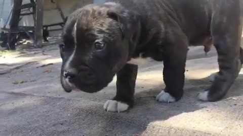 adorable rolly polly puppy