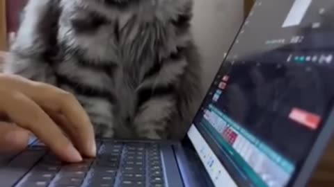 #cute #cat #short #24
