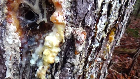Pine Pitch