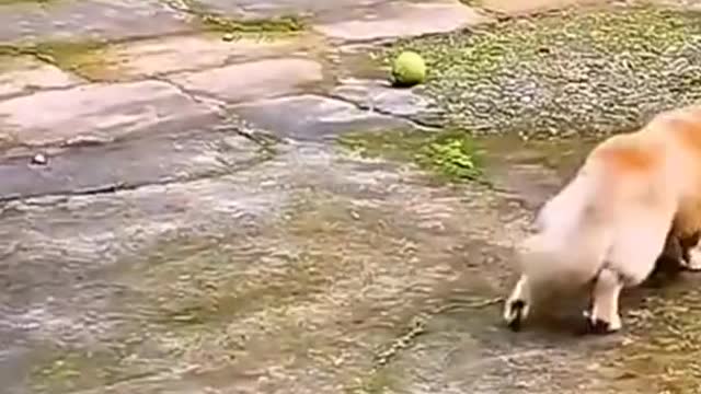 Funny animal fails compilation :"D