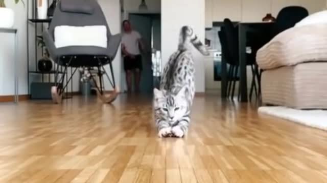 Cute cat funny video