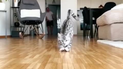 Cute cat funny video