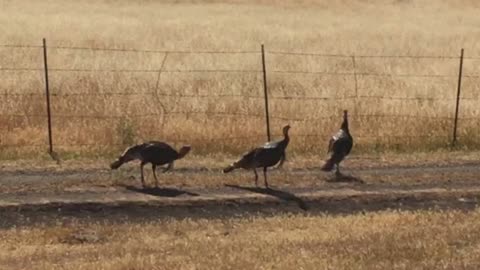 Turkeys on a trail