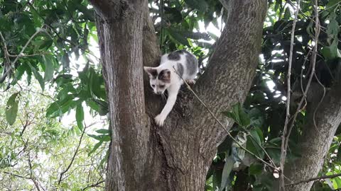 The lovely cat climbs the mango tree