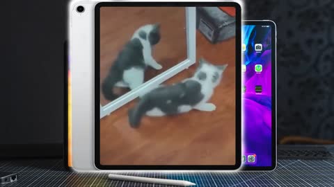 TikTok Funny CATS try not to laugh 2021 videos