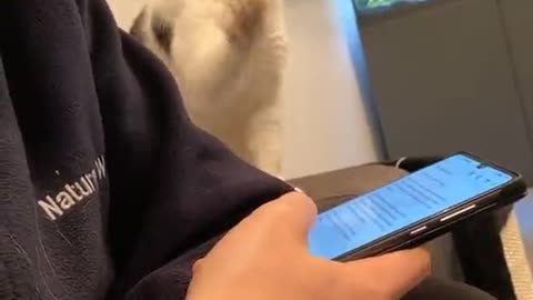 The cat wants attention