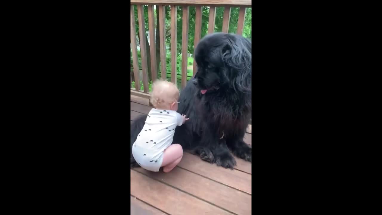 Giant dog babysits his favorite human 🥺😍