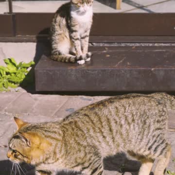 cute cat video-18