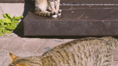 cute cat video-18