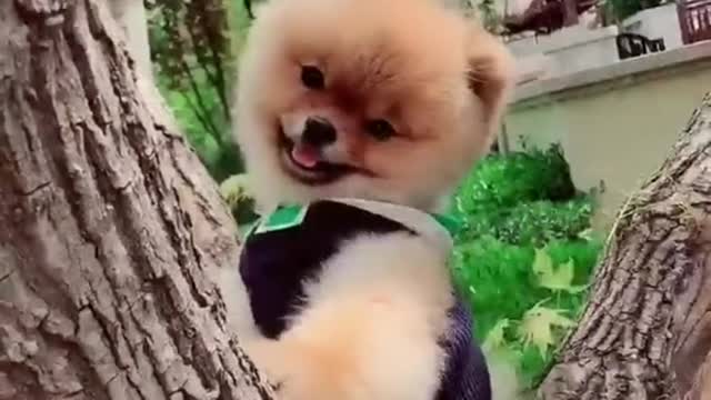 A dog who likes to climb trees