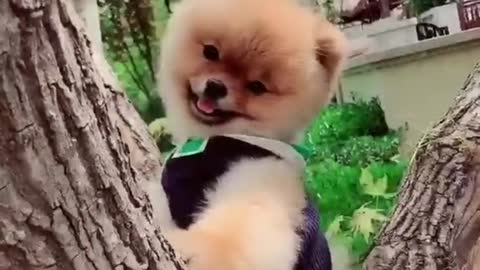 A dog who likes to climb trees