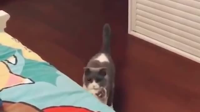cute_animals #cute_animal_videos #cute_baby_animals #cute_pets #cute_videos #funny_animals