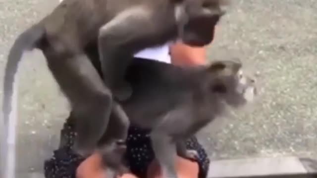 Monkey funny video#animal funny#qute animal#qute pets#funny pets