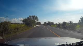 Car Stops to Allow Snake to Slither by Safely