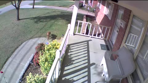 Neighborhood Fox