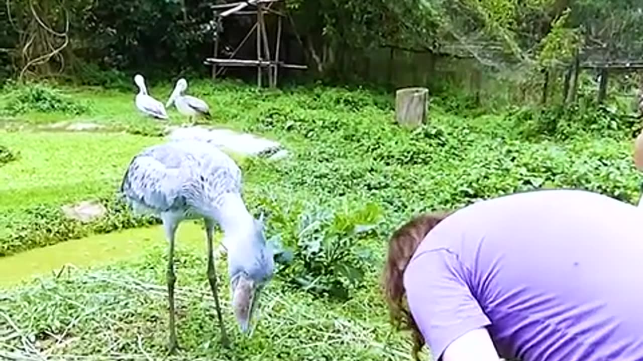 Stupid bird plucking its own feathers to men