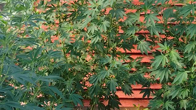 Greenhouse grow part 3